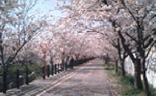 ④ 高田川周辺の1,200本の桜並木